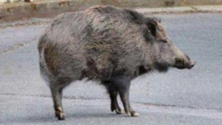 Cinghiale &laquo;fantasma&raquo; in strada Argini: &laquo;C'&egrave; un animale morto&raquo;. Ma la carcassa scompare in poche ore