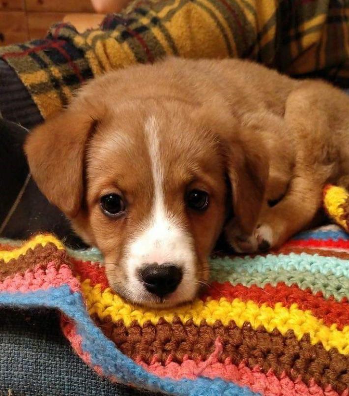 Ore di angoscia per Nana: l'appello dei proprietari