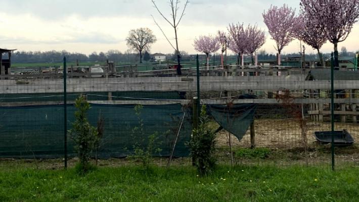 Blitz nella fattoria lager: animali, morti, denutriti e maltrattati