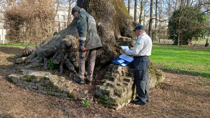 Alberi monumentali &laquo;sorvegliati speciali&raquo;