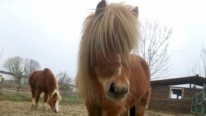 Pony sbranato dai lupi