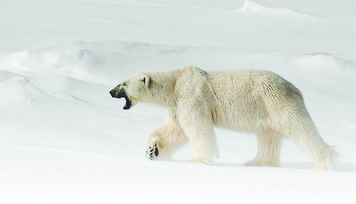 Scatti da Artide e Antartide: gelo e ghiacci interpretati da Cantadori 