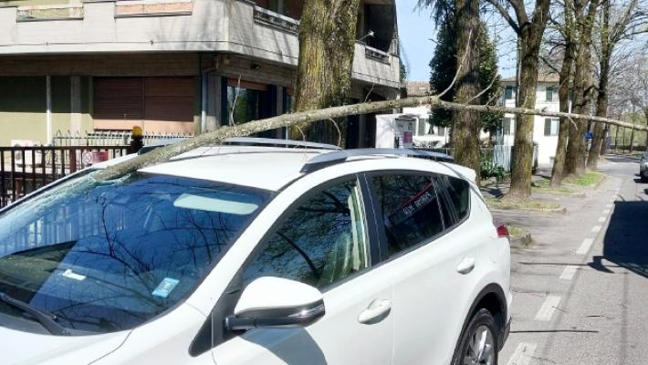 Forte vento, grosso ramo si infila nel parabrezza di un'auto