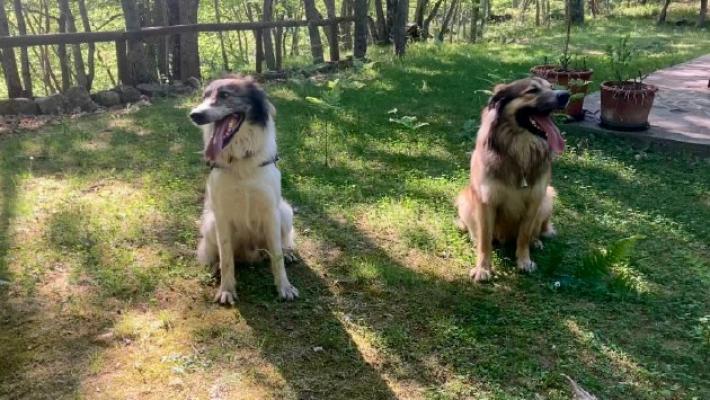 Leone e Merlino vittime delle esche avvelenate