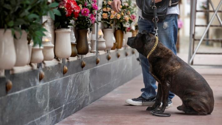 A Parma il cimitero non &egrave; pi&ugrave; vietato ai cani. Con gli umani anche nell'ultimo viaggio