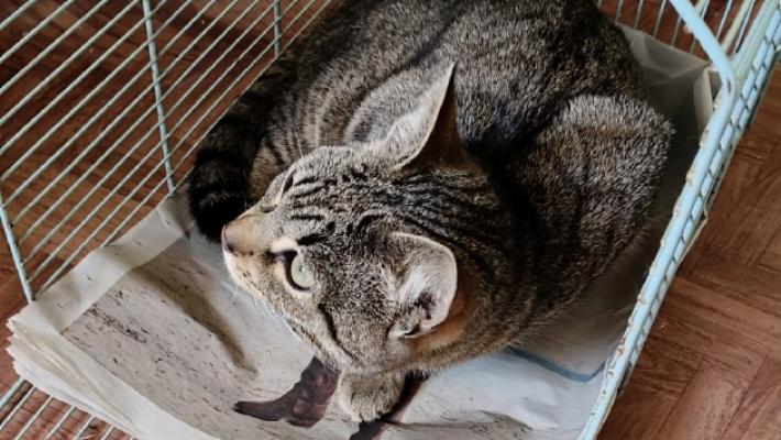 Gatto investito da un auto. I volontari: &laquo;Nessuno ci aiutato per poterlo soccorrere e curare&raquo;