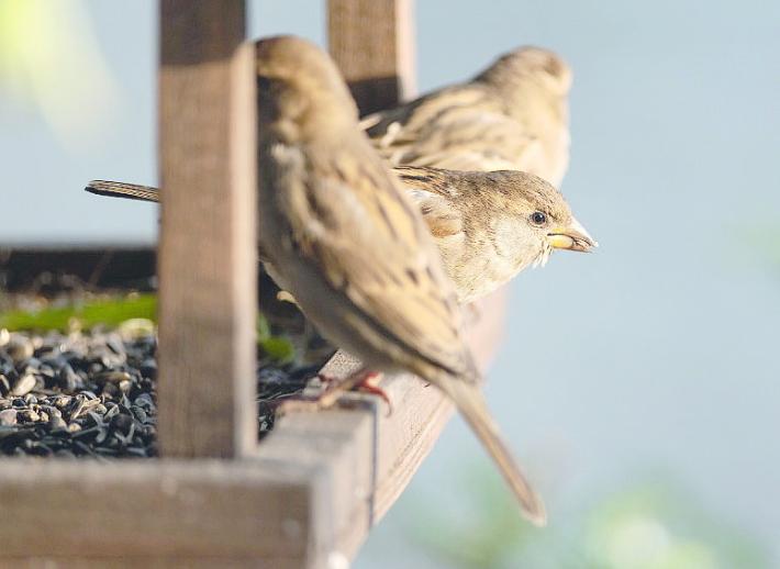 Come aiutare gli uccellini selvatici a superare l&rsquo;inverno