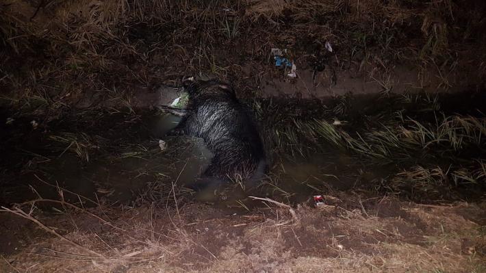 "Cinghiale in strada, incidente con due auto coinvolte" nella Bassa: la foto di un lettore