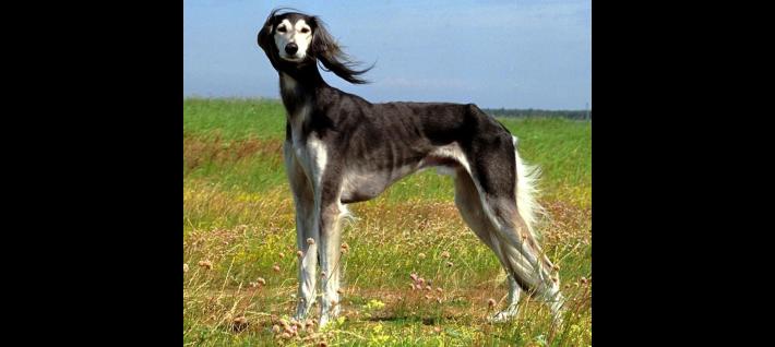 Sfilata di modelle in pellicce ecologiche affiancate da levrieri salvati dalle associazioni