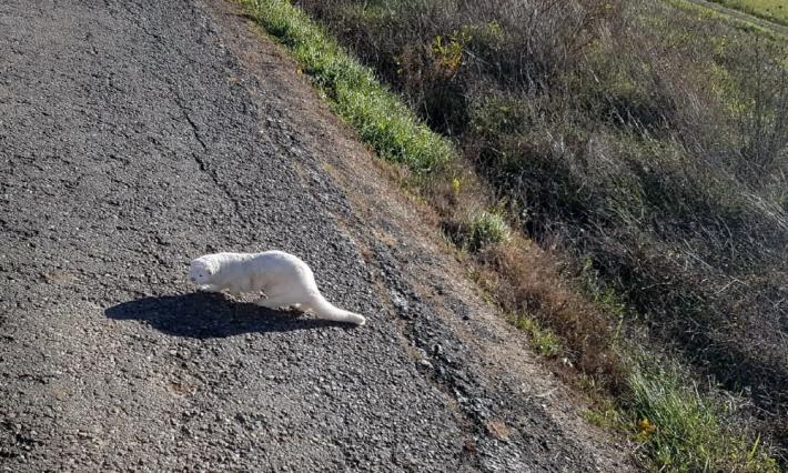 Visoni liberi nelle campagne: ora &egrave; un'emergenza