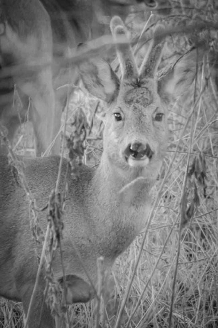 Argine della Parma: ritratto di... nuovo residente