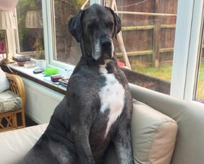 Morto Freddy l'alano, il cane pi&ugrave;  alto al mondo