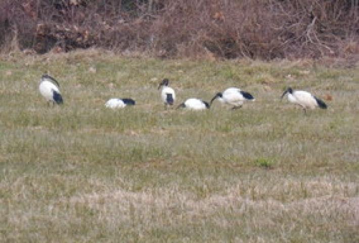 Gli Ibis sacri che banchettano nella nostra zona