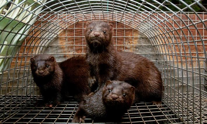 Ancora 500 visoni in libert&agrave;
