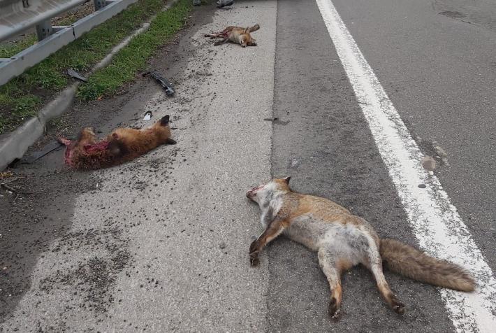 Famiglia di volpi sterminata: investiti la mamma e tre cuccioli