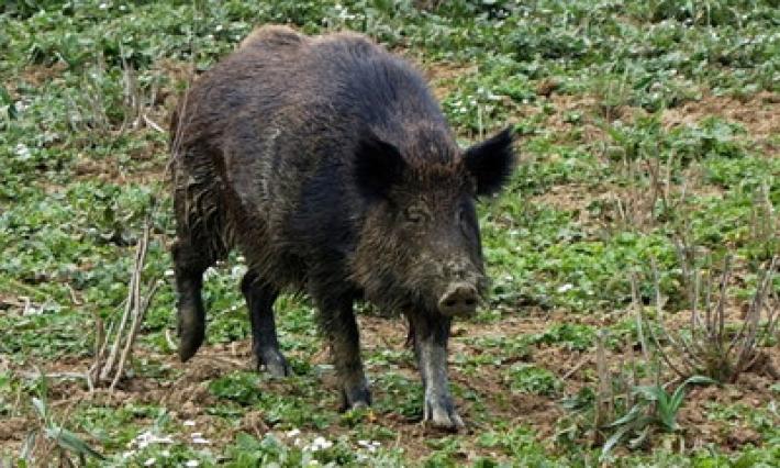 Peste suina, l'assessore Mammi:  "Il governo non ha dichiarato lo stato d'emergenza". Ma Lega e FdI non ci stanno: "Servono interventi decisi"