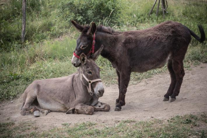 Un aiuto per Domitilla e Penelope le asinelle amiche dei bambini