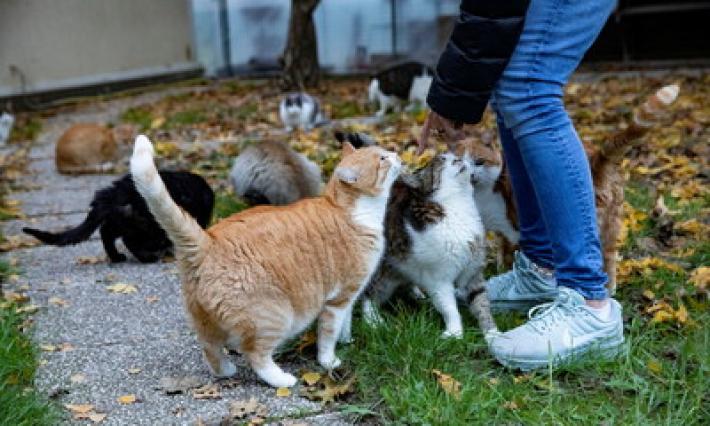 L'Oasi felina di Vicofertile? Un fiore all'occhiello del Comune di Parma