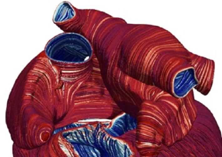 Cos&igrave; il Covid-19 colpisce il cuore. In modo diretto e indiretto