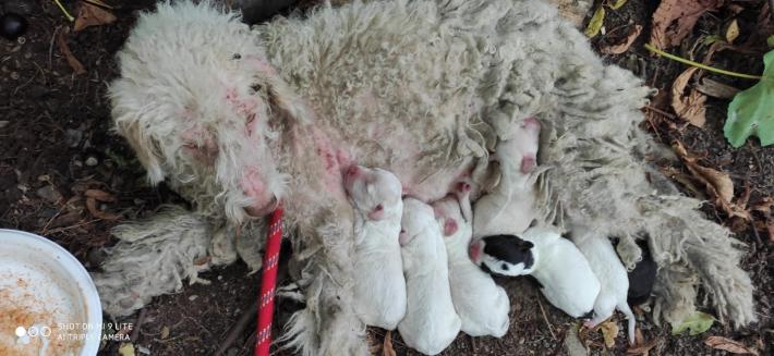 Una task force par salvare la cagnetta Isotta e i suoi 8 cuccioli