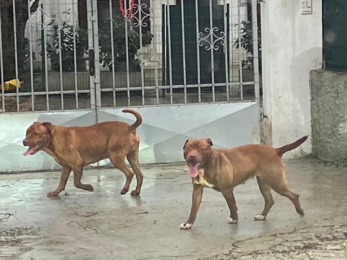 Due grossi cani fuggono dal giardino, sbranano il lagotto del vicino e poi cercano di scavalcare altre recinzioni