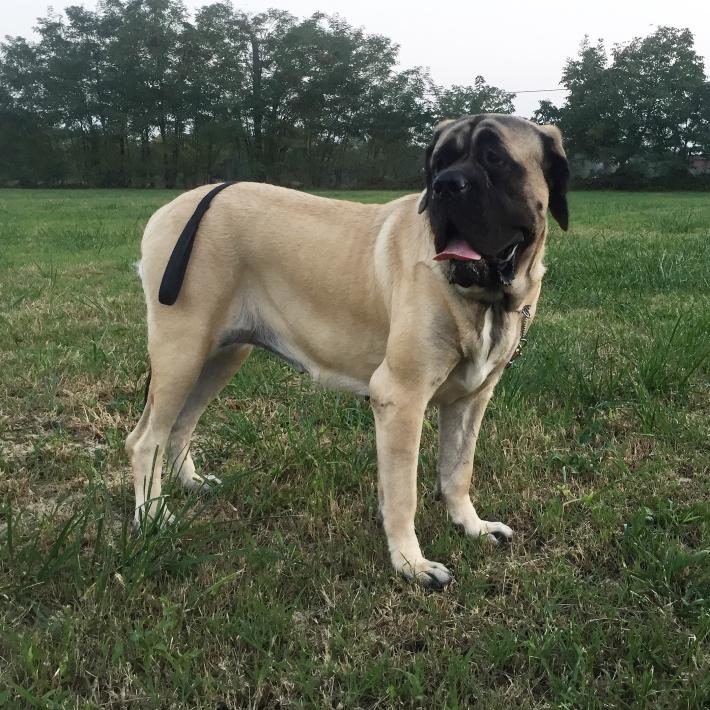 Tentato furto a Malandriano: il mastino mette in fuga tre ladri