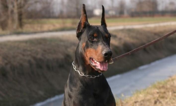Gomme bucate da mesi in paesino Molise, era il cane 'Billy'