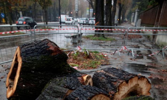 Stradone, ippocastani da tagliare e i progetti del Comune