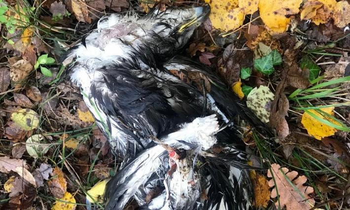 E' morto Ermes, l'aquilotto di Casarola: ucciso da un boccone avvelenato