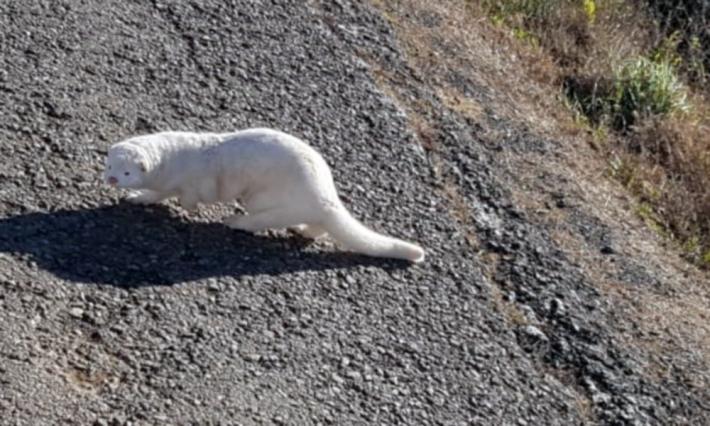 Visoni &laquo;liberati&raquo;. &laquo;Non cercate di catturarli, non sono gattini&raquo;
