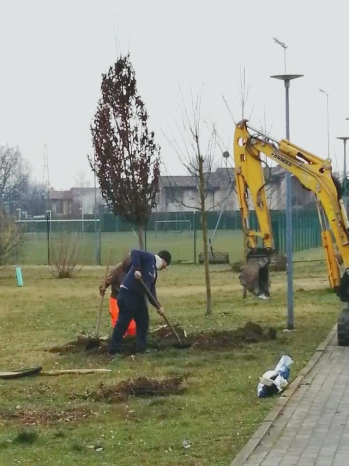 "Fioriscono" 63 nuovi alberi nel parco Ferdinando Laghi, in via Jacobs e in via Anedda a Moletolo