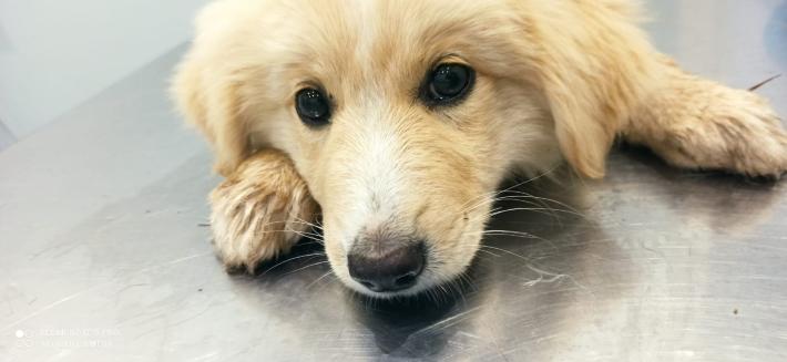 La cagnolina Neve non ce l'ha fatta: l'uomo che l'ha avvelenata rischia 45mila euro di multa