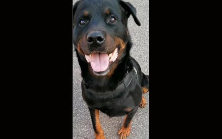 Appello: il cane Samar  &egrave; rimasto senza padrone 