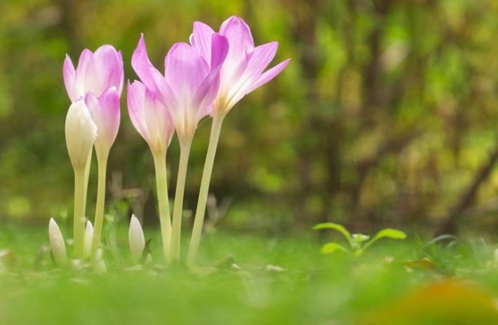 Attenzione al colchicum o "falso zafferano", una famiglia finisce al pronto soccorso  dopo averlo mangiato