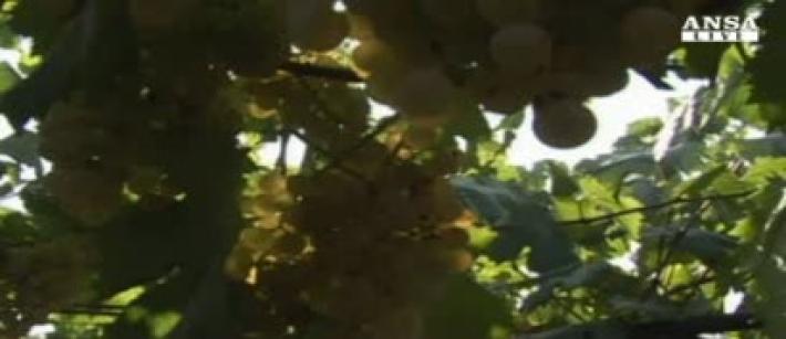 Arriva il caldo, l'albicocca &egrave; la regina dell'estate