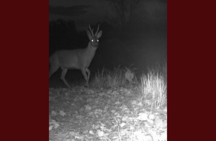 Caprioli lungo il Po, "catturati" dalla fototrappola