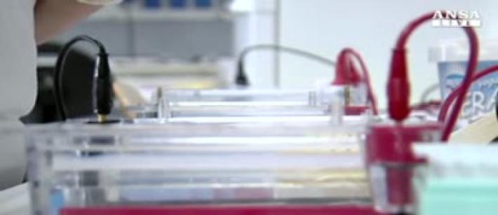 Crescono i celiaci, 15.569 diagnosi in pi&ugrave;.  Ma in 400mila sono ancora ignari