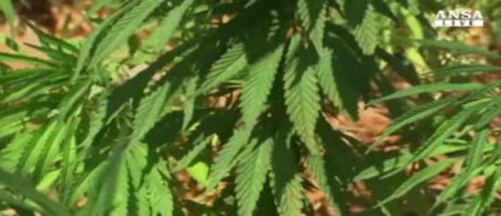 Cannabis: E-R, inserimento prescrizioni 15% Thc Farmalabor