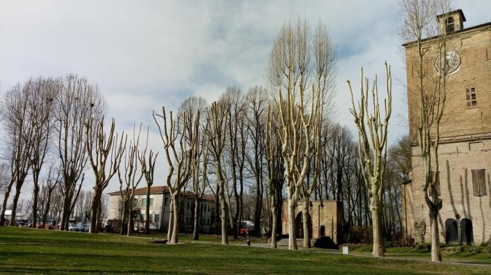 Platani potati: Legambiente contro il Comune