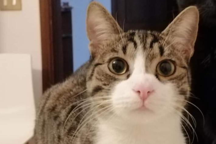 Primo caso di variante inglese in un gatto