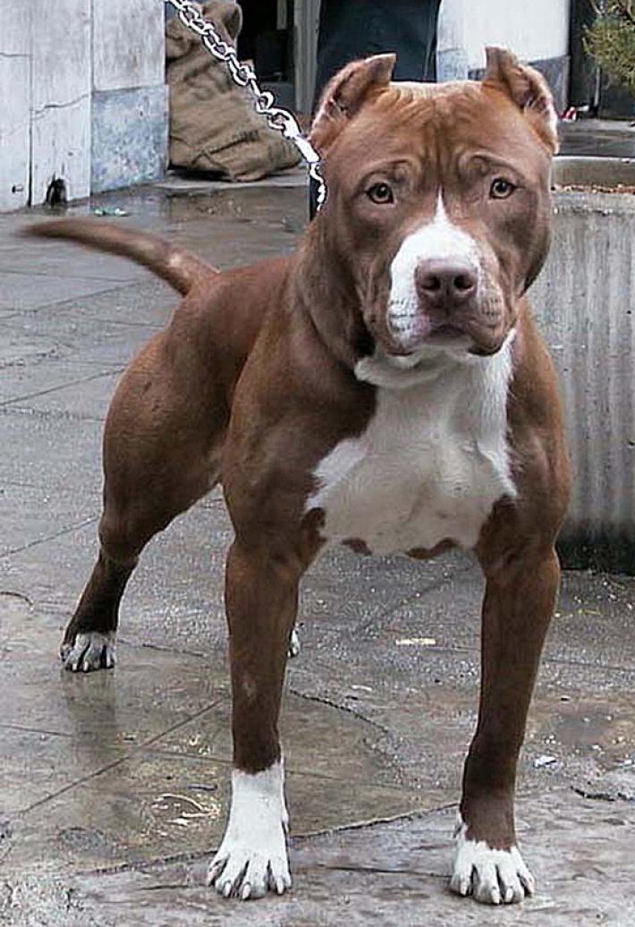 Zibello, pitbull azzanna un cagnolino