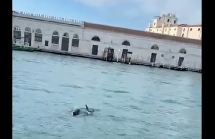 Coppia di delfini avvistata in Canal Grande a Venezia - Video 