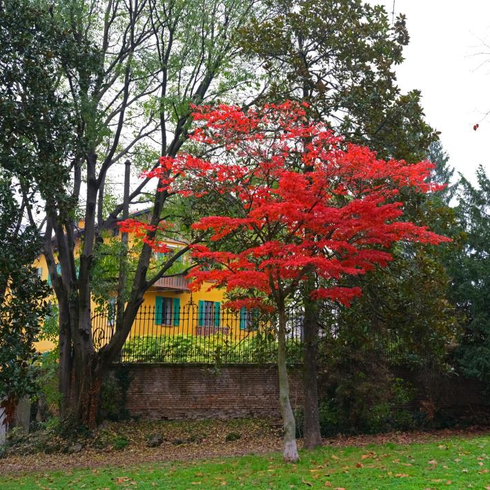 L'acero del Parco Ducale