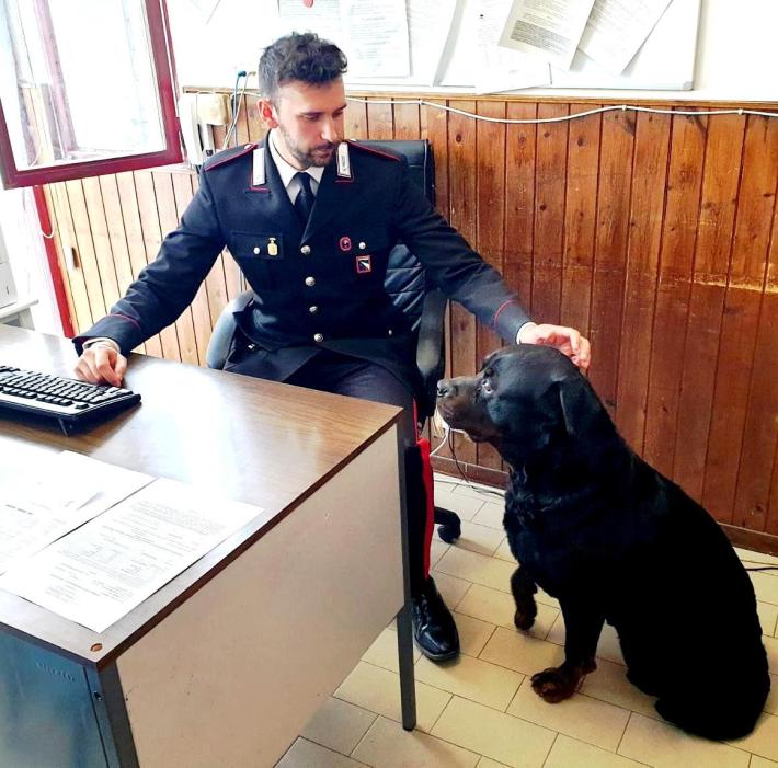 Il rottweiler fidentino si perde a Borgotaro ma si fa adottare dai carabinieri. Che ritrovano il padrone