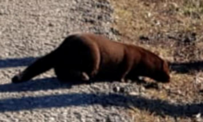 La strage dei visoni. Molti dei mille liberati sono morti