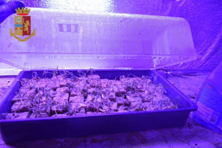 Quella casa diventata serra: patteggiano i coltivatori di marijuana