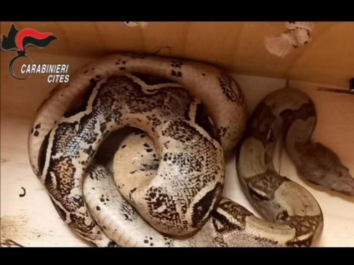 Donna 'sfodera' un boa per portarsi via un pacco 