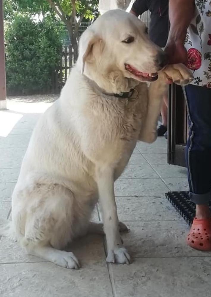 Cani spariti nel nulla, &egrave; allarme nella Bassa est