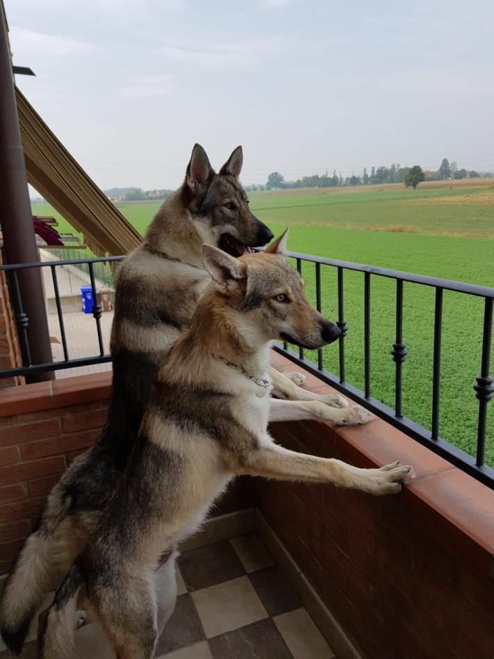 Condannato in appello chi uccise a fucilate i cani Moon e Shadow