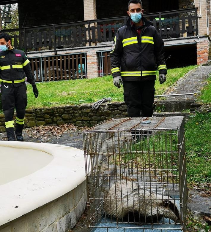 Tasso finisce nella piscina (vuota): salvato dal 115